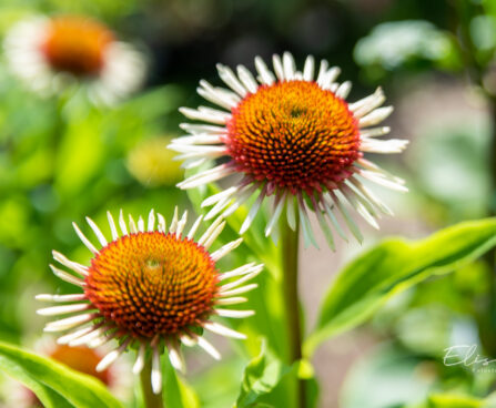 Echinacea purpurea `Strawberry and Cream` siilkübar (4)