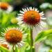 Echinacea purpurea `Strawberry and Cream` siilkübar (4)