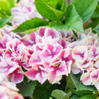 Hydrangea macrophylla `Candy Heart` suurelehine hortensia