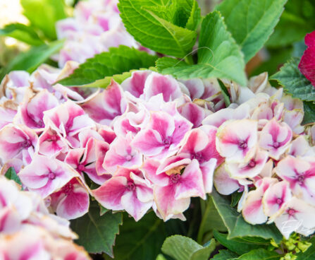 Hydrangea macrophylla `Candy Heart` suurelehine hortensia