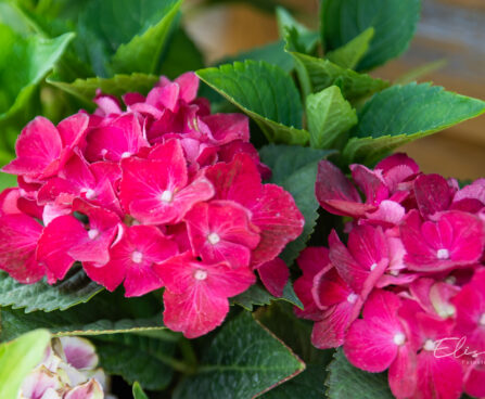 Hydrangea macrophylla `Royal Red` suurelehine hortensia (2)