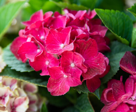 Hydrangea macrophylla `Royal Red` suurelehine hortensia (1)