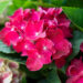 Hydrangea macrophylla `Royal Red` suurelehine hortensia (1)