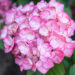 Hydrangea macrophylla `Grafin Cosel` suurelehine hortensia (1)