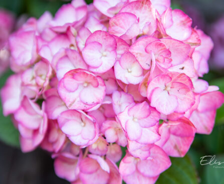 Hydrangea macrophylla `Grafin Cosel` suurelehine hortensia (2)