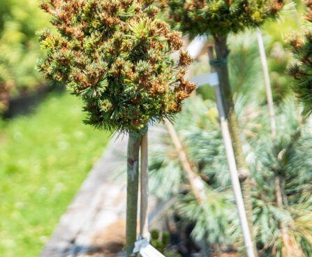 Pinus parviflora `Hagaromo` jaapani mänd