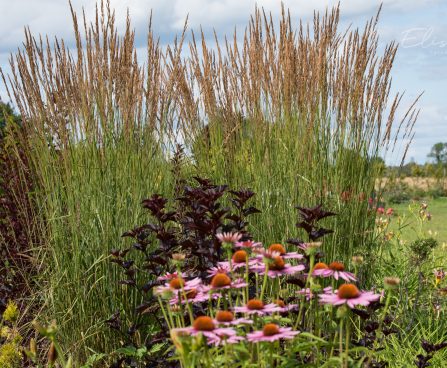 1053_9019_Calamagrostis_acutiflora_Karl_Foerster_.JPG