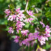Scaevola tiiviklill (2)