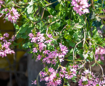 Scaevola tiiviklill (1)