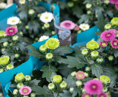 krüsanteem Chrysanthemum