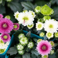 krüsanteem Chrysanthemum