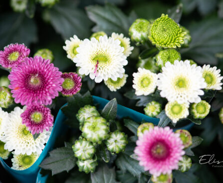 krüsanteem Chrysanthemum