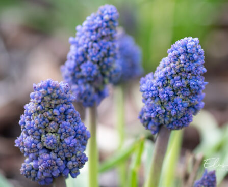 Muscari kobarhüatsint (1)