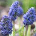 Muscari kobarhüatsint (1)