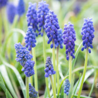 Muscari kobarhüatsint (2)