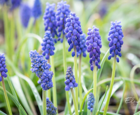 Muscari kobarhüatsint (2)