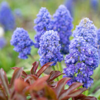 Muscari kobarhüatsint