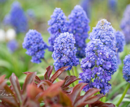 Muscari kobarhüatsint