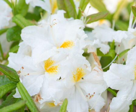 Rhododendron_Schneegold__rododendron (2)