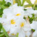 Rhododendron_Schneegold__rododendron (2)