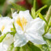 Rhododendron_Schneegold__rododendron (1)