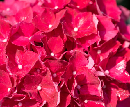 Hydrangea macrophylla suurelehine hortensia (1)