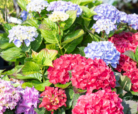 Hydrangea macrophylla suurelehine hortensia (2)