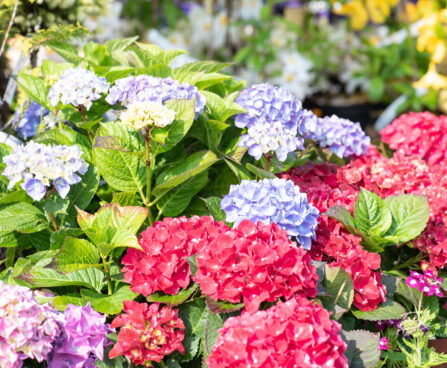 Hydrangea macrophylla suurelehine hortensia (3)