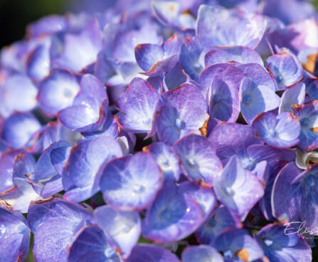 Hydrangea macrophylla suurelehine hortensia (4)