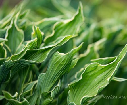 1058_7447_Hosta_Praying_Hands_.JPG