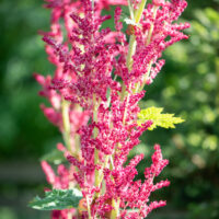 Rheum tanguticum tanguutia rabarber (5)