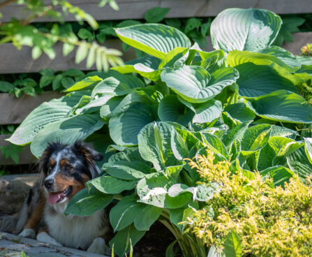 Hosta `Empress Wu`