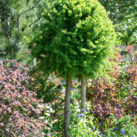 Larix decidua `Kornik` lehis