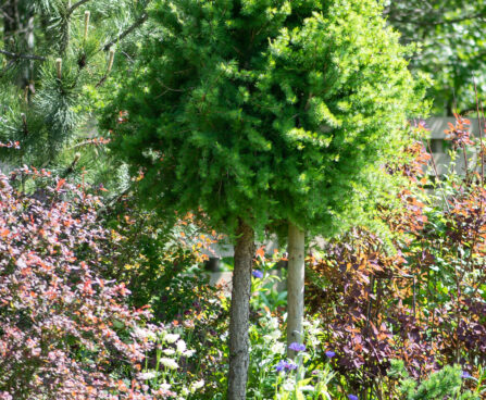 Larix decidua `Kornik` lehis