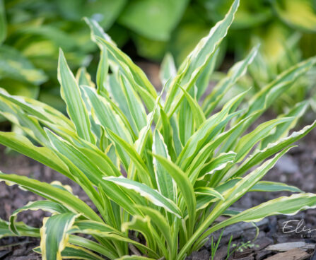 Hosta `White Dove`