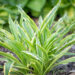 Hosta `White Dove`