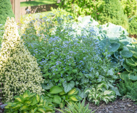 Brunnera, Picea glauca `Daisy White` kanada kuusk