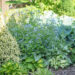 Brunnera, Picea glauca `Daisy White` kanada kuusk