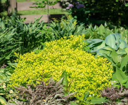 Spiraea japonica `Goldmound` jaapani enelas