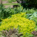 Spiraea japonica `Goldmound` jaapani enelas