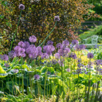 Allium hollandicum hollandi lauk