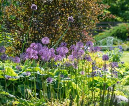 Allium hollandicum hollandi lauk