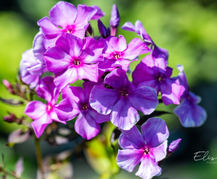 Phlox paniculata `Blue Paradise` aed-leeklill (2)