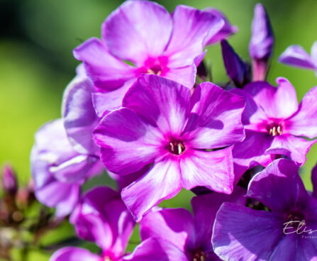 Phlox paniculata `Blue Paradise` aed-leeklill (1)