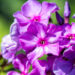 Phlox paniculata `Blue Paradise` aed-leeklill (1)