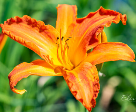 Hemerocallis `Primal Scream` aed-päevaliilia (2)