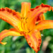 Hemerocallis `Primal Scream` aed-päevaliilia (2)