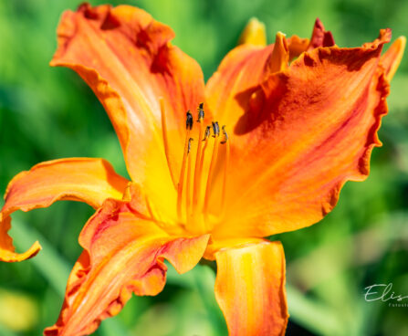 Hemerocallis `Primal Scream` aed-päevaliilia (1)