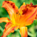 Hemerocallis `Primal Scream` aed-päevaliilia (1)