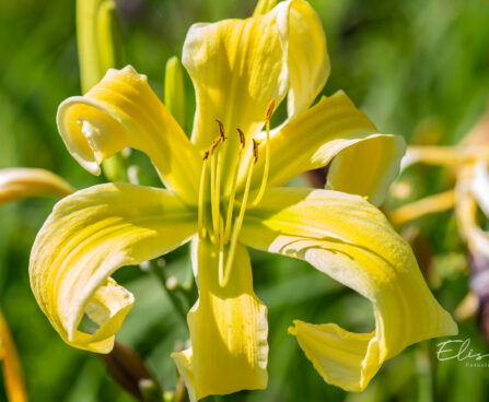 Hemerocallis `Heavenly Flight of Angels` aed-päevaliilia (1)